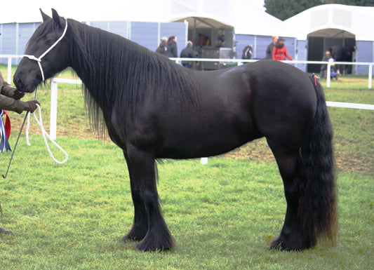 Dales Pony GLOSSY POSTER PICTURE PHOTO PRINT BANNER  CONVERSATIONPRINTS