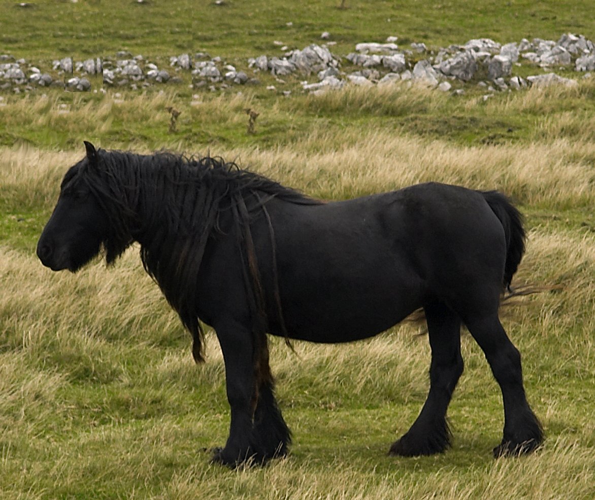 Dales Pony Black GLOSSY POSTER PICTURE PHOTO PRINT BANNER  CONVERSATIONPRINTS