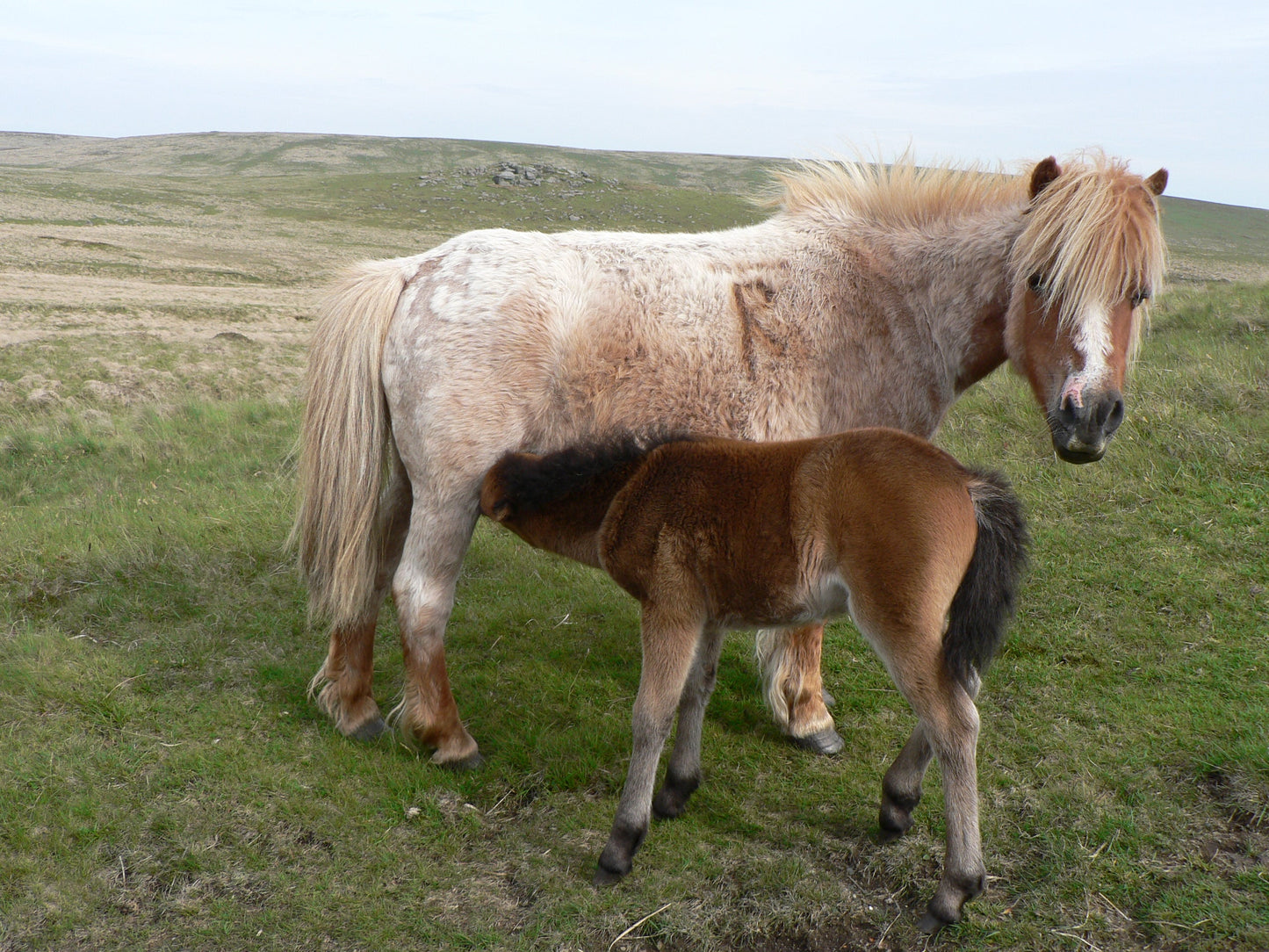 Dartmoor Ponies Pony GLOSSY POSTER PICTURE PHOTO PRINT BANNER  CONVERSATIONPRINTS