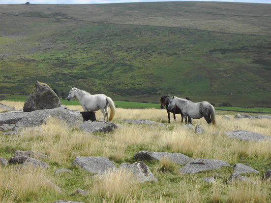 Dartmoor Pony Ponies on Pasture GLOSSY POSTER PICTURE PHOTO PRINT BANNER  CONVERSATIONPRINTS