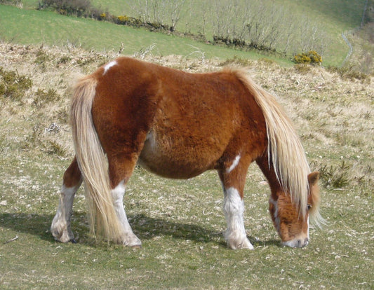 Dartmoor Pony Grazing GLOSSY POSTER PICTURE PHOTO PRINT BANNER  CONVERSATIONPRINTS