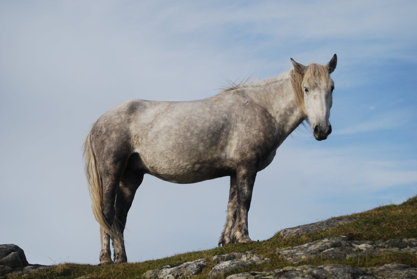 Eriskay Pony GLOSSY POSTER PICTURE PHOTO PRINT BANNER  CONVERSATIONPRINTS