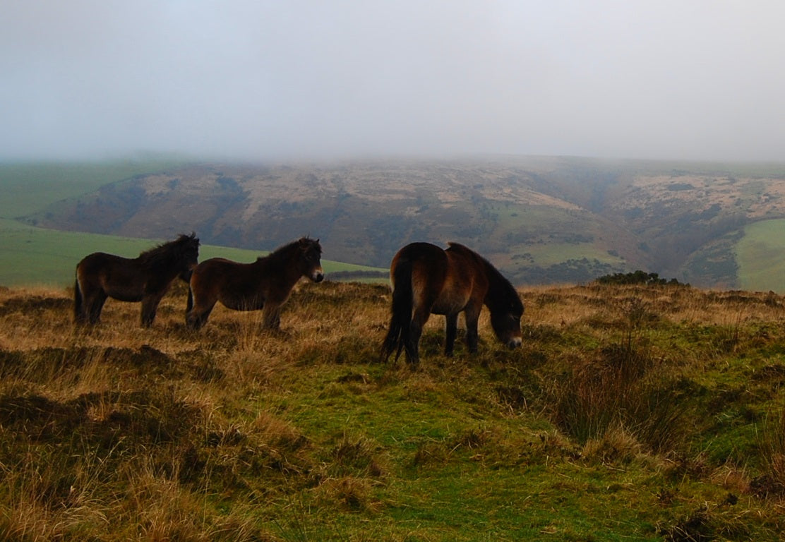 Exmoor Pony GLOSSY POSTER PICTURE PHOTO PRINT BANNER  CONVERSATIONPRINTS