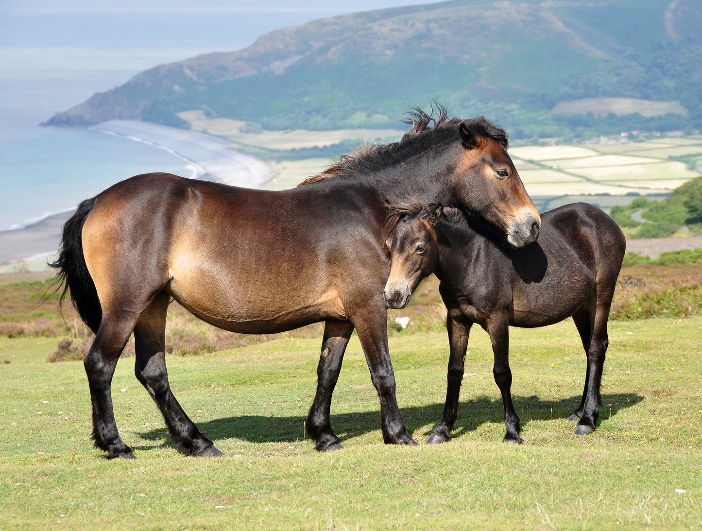 Exmoor Pony Ponies GLOSSY POSTER PICTURE PHOTO PRINT BANNER  CONVERSATIONPRINTS