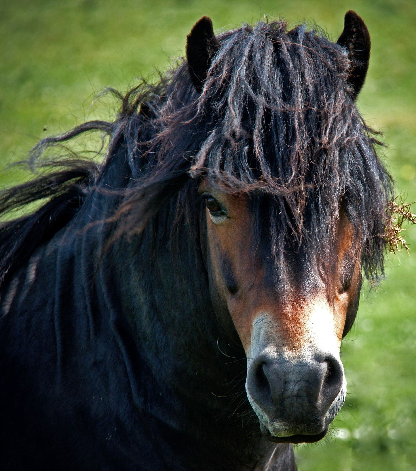 Exmoor Pony Black GLOSSY POSTER PICTURE PHOTO PRINT BANNER  CONVERSATIONPRINTS