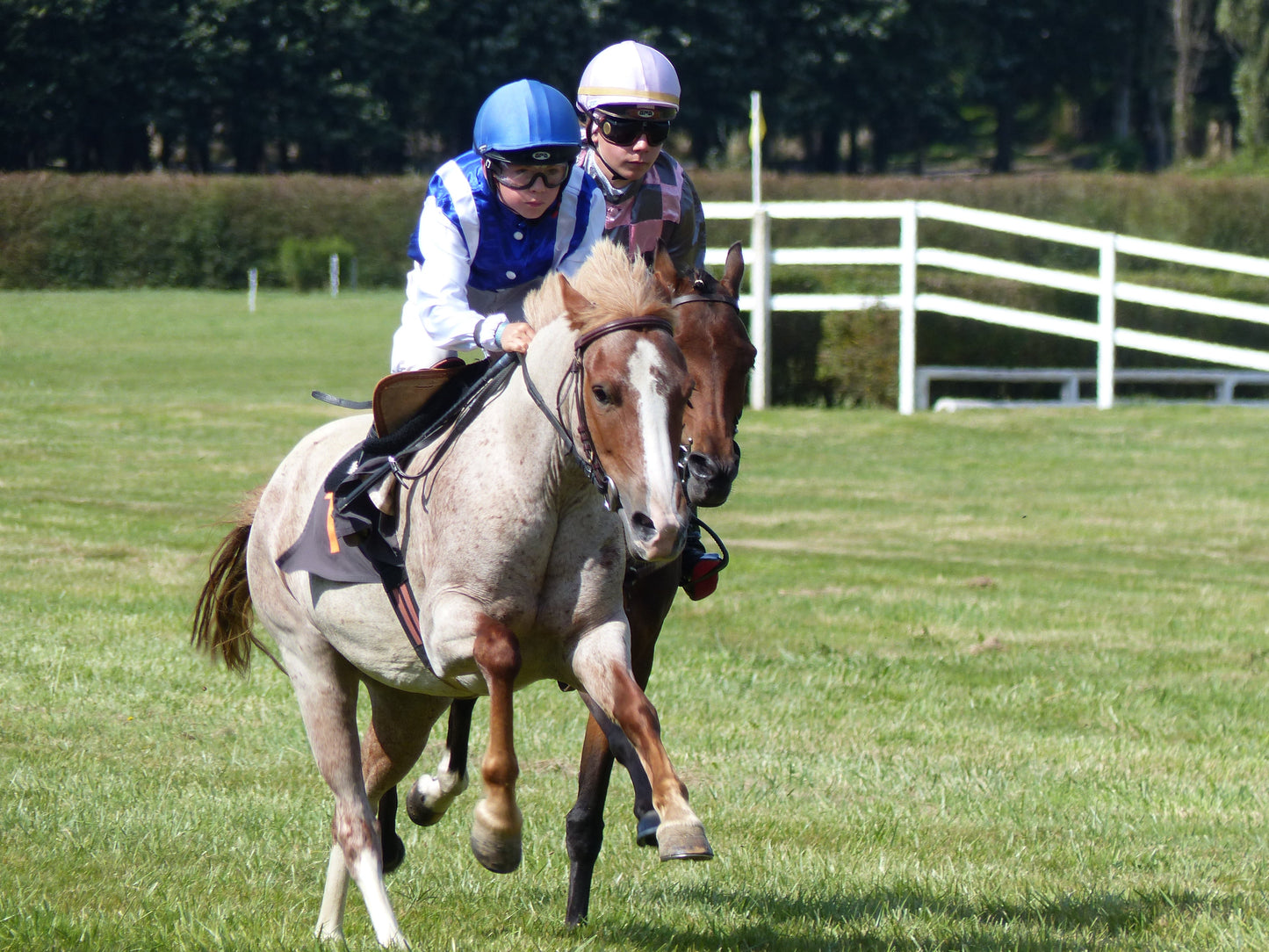 French Saddle Pony GLOSSY POSTER PICTURE PHOTO PRINT BANNER  CONVERSATIONPRINTS