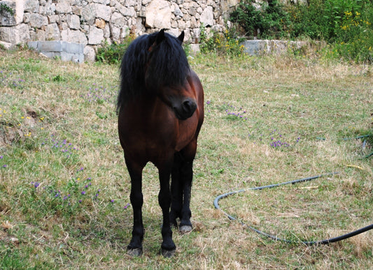 Galician Pony Horse GLOSSY POSTER PICTURE PHOTO PRINT BANNER  CONVERSATIONPRINTS