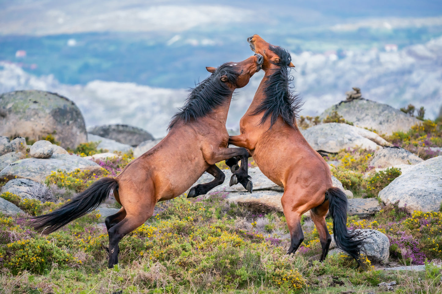 Garrano Pony Ponies GLOSSY POSTER PICTURE PHOTO PRINT BANNER  CONVERSATIONPRINTS