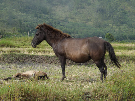 Gayoe Pony GLOSSY POSTER PICTURE PHOTO PRINT BANNER  CONVERSATIONPRINTS