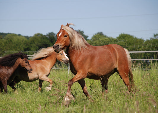 German Classic Pony GLOSSY POSTER PICTURE PHOTO PRINT BANNER  CONVERSATIONPRINTS