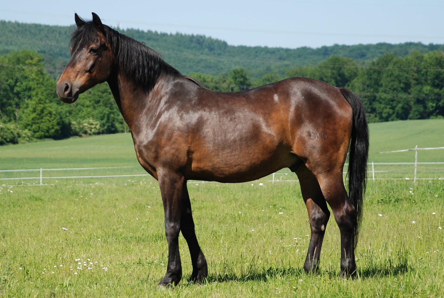 German Riding Pony GLOSSY POSTER PICTURE PHOTO PRINT BANNER  CONVERSATIONPRINTS