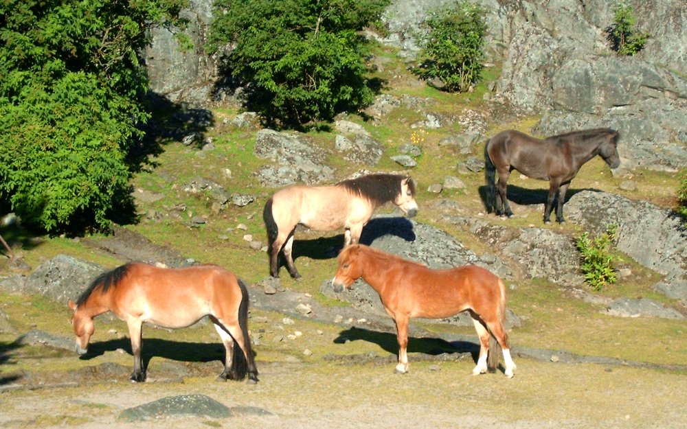 Gotland Russ Ponies Pony GLOSSY POSTER PICTURE PHOTO PRINT BANNER  CONVERSATIONPRINTS