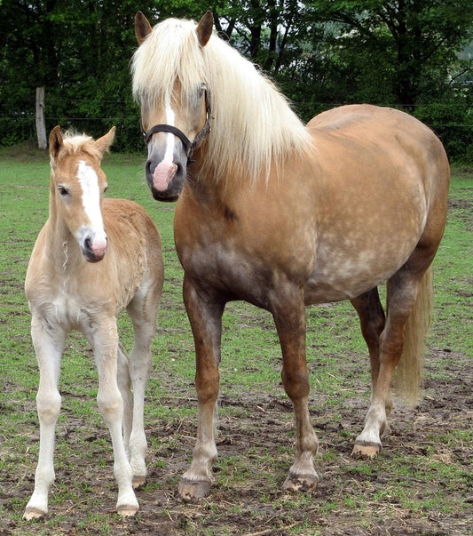 Haflinger Ponies Pony GLOSSY POSTER PICTURE PHOTO PRINT BANNER  CONVERSATIONPRINTS