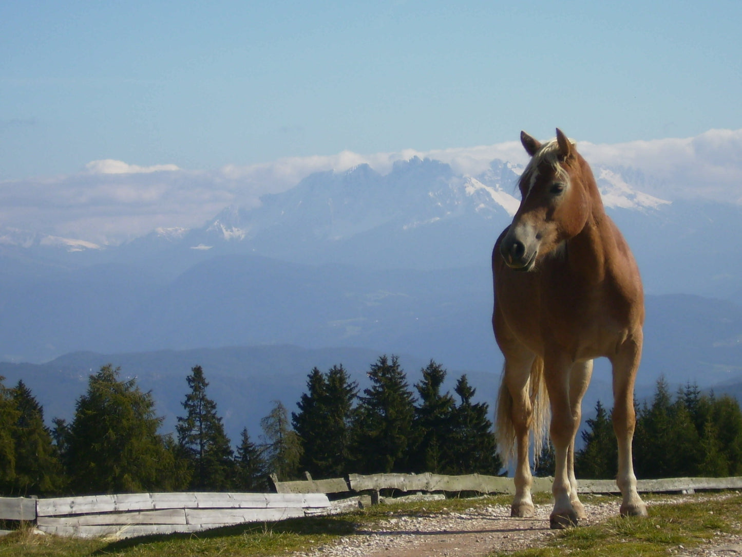 Haflinger Pony GLOSSY POSTER PICTURE PHOTO PRINT BANNER  CONVERSATIONPRINTS