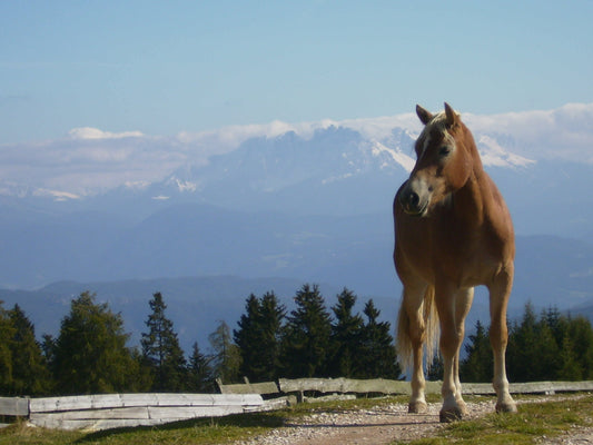 Haflinger Pony GLOSSY POSTER PICTURE PHOTO PRINT BANNER  CONVERSATIONPRINTS