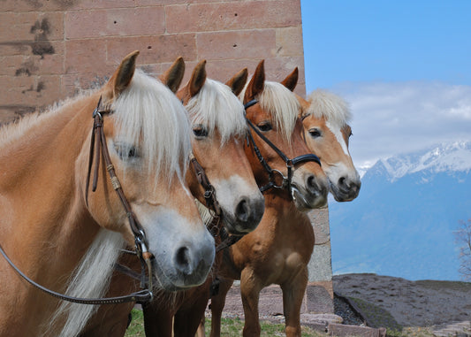 Haflinger Ponies Horses GLOSSY POSTER PICTURE PHOTO PRINT BANNER  CONVERSATIONPRINTS