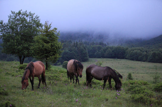 Hucul Ponies Pony GLOSSY POSTER PICTURE PHOTO PRINT BANNER  CONVERSATIONPRINTS