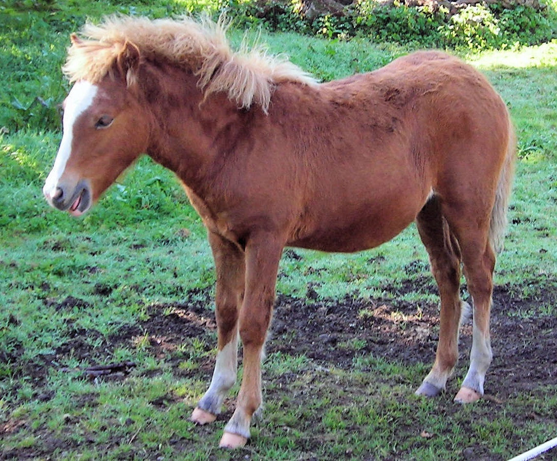 Kerry Bog Pony Brown GLOSSY POSTER PICTURE PHOTO PRINT BANNER  CONVERSATIONPRINTS