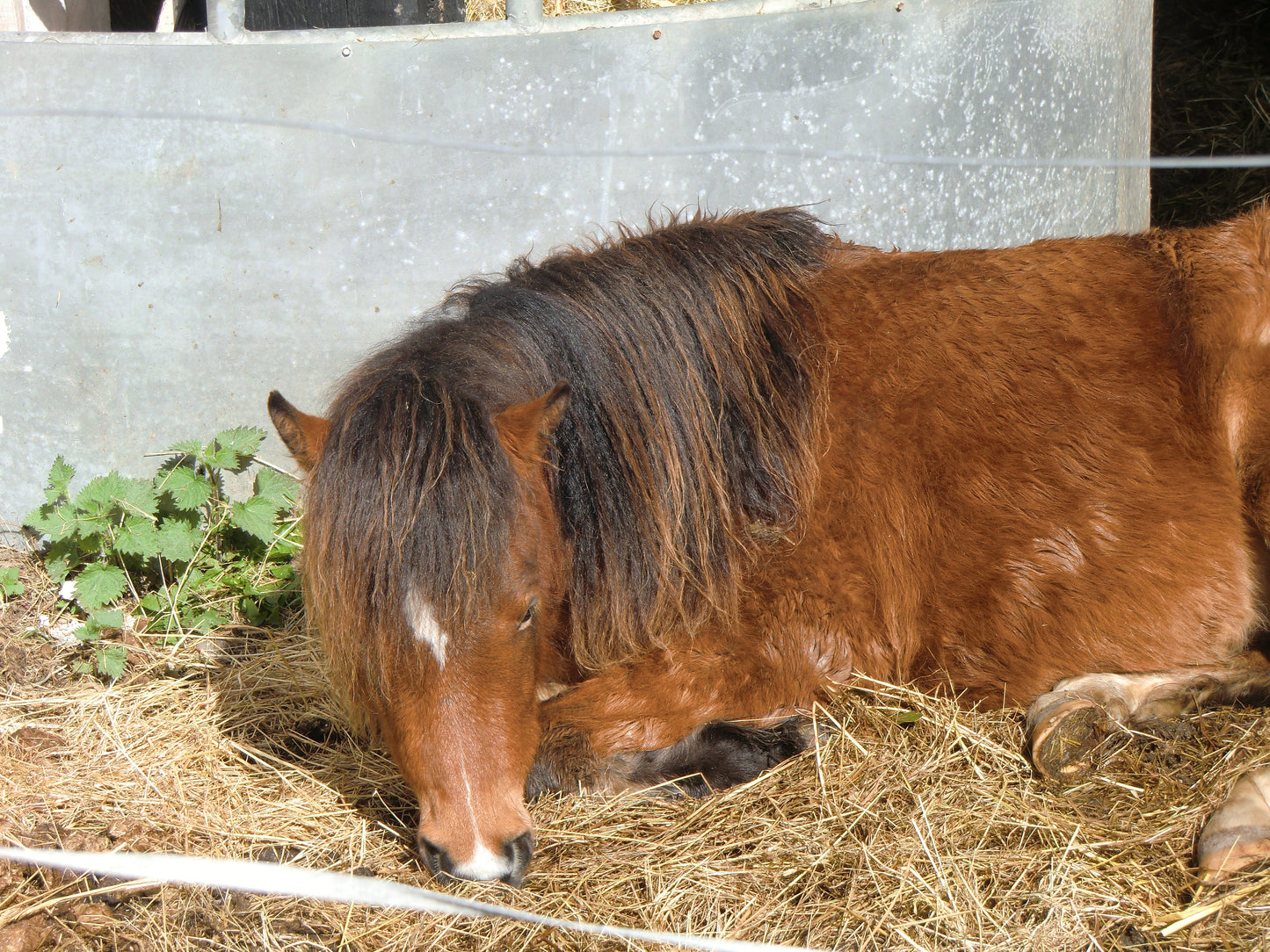 Kerry Bog Pony Resting GLOSSY POSTER PICTURE PHOTO PRINT BANNER  CONVERSATIONPRINTS