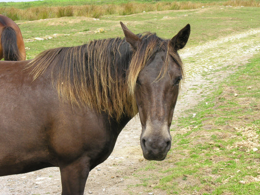 Lundy Pony GLOSSY POSTER PICTURE PHOTO PRINT BANNER  CONVERSATIONPRINTS