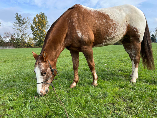 Pony of the Americas GLOSSY POSTER PICTURE PHOTO PRINT BANNER  CONVERSATIONPRINTS