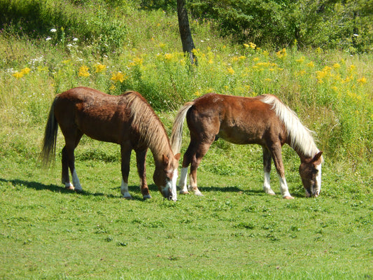 Sable Island Horse Pony GLOSSY POSTER PICTURE PHOTO PRINT BANNER  CONVERSATIONPRINTS