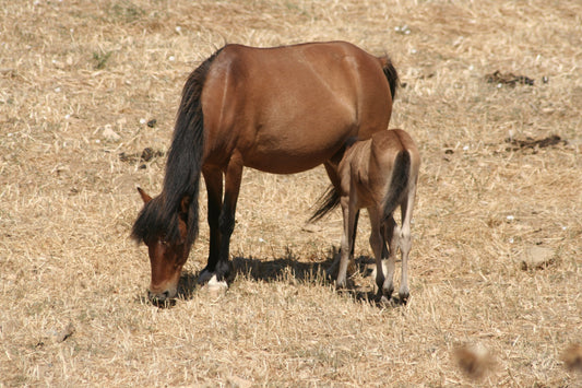 Skyros Pony GLOSSY POSTER PICTURE PHOTO PRINT BANNER  CONVERSATIONPRINTS