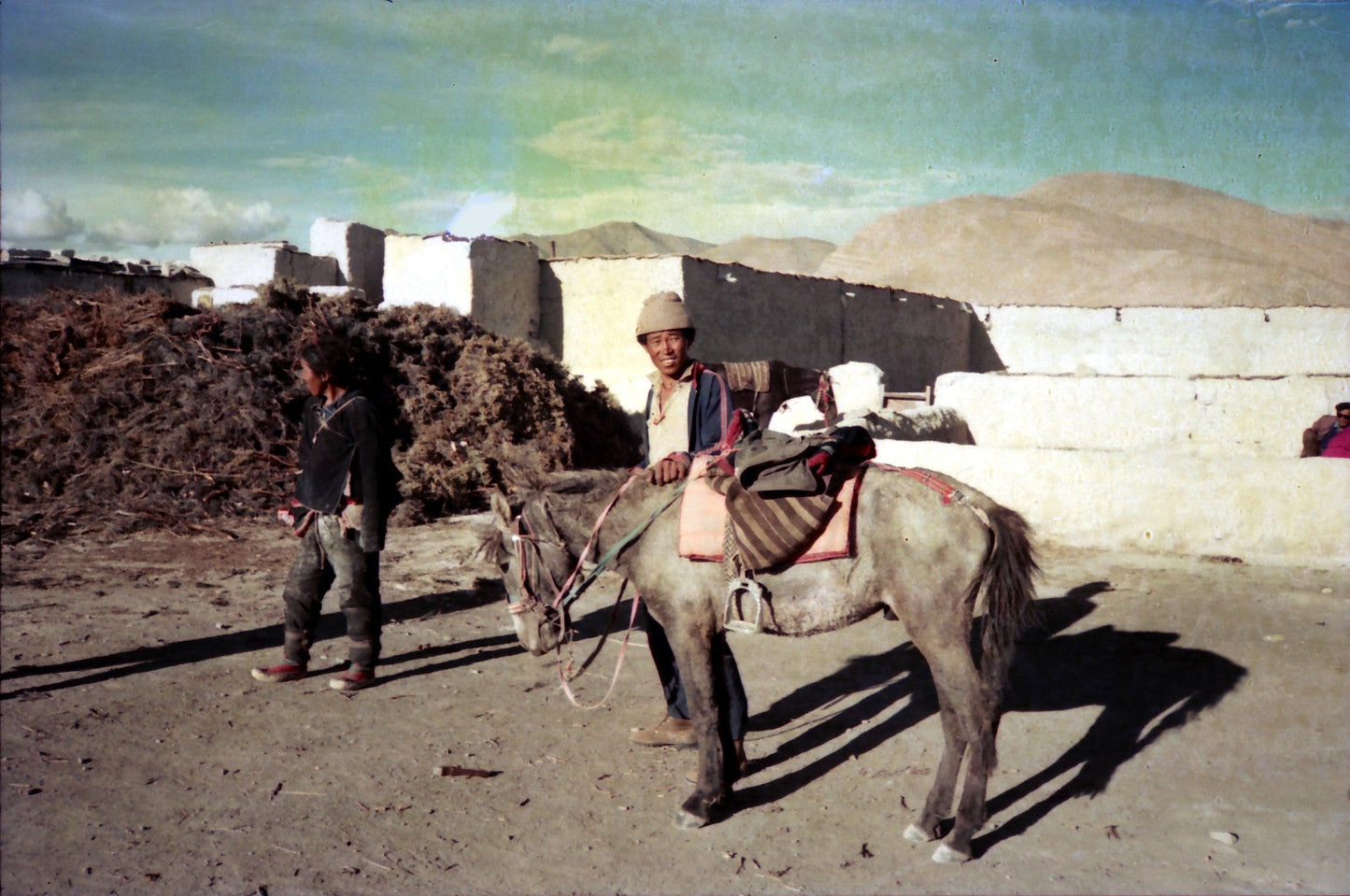 Tibetan Pony GLOSSY POSTER PICTURE PHOTO PRINT BANNER  CONVERSATIONPRINTS