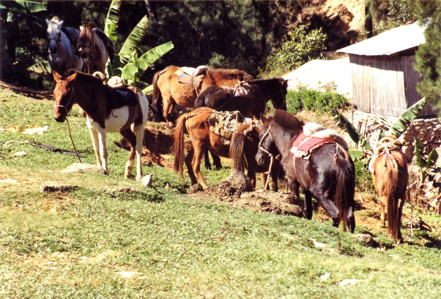 Timor Pony GLOSSY POSTER PICTURE PHOTO PRINT BANNER  CONVERSATIONPRINTS