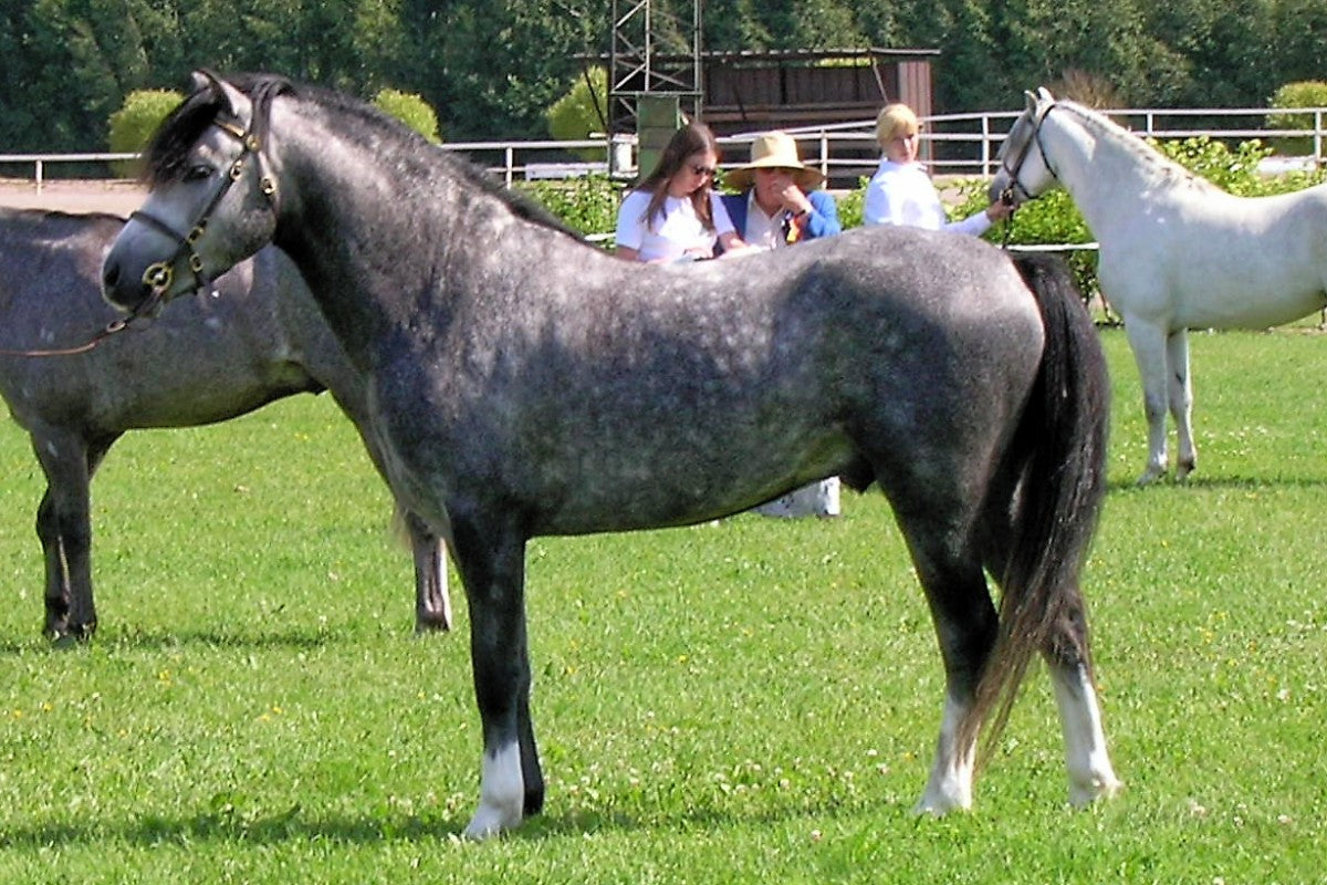 Welara Pony Gray Horse GLOSSY POSTER PICTURE PHOTO PRINT BANNER  CONVERSATIONPRINTS