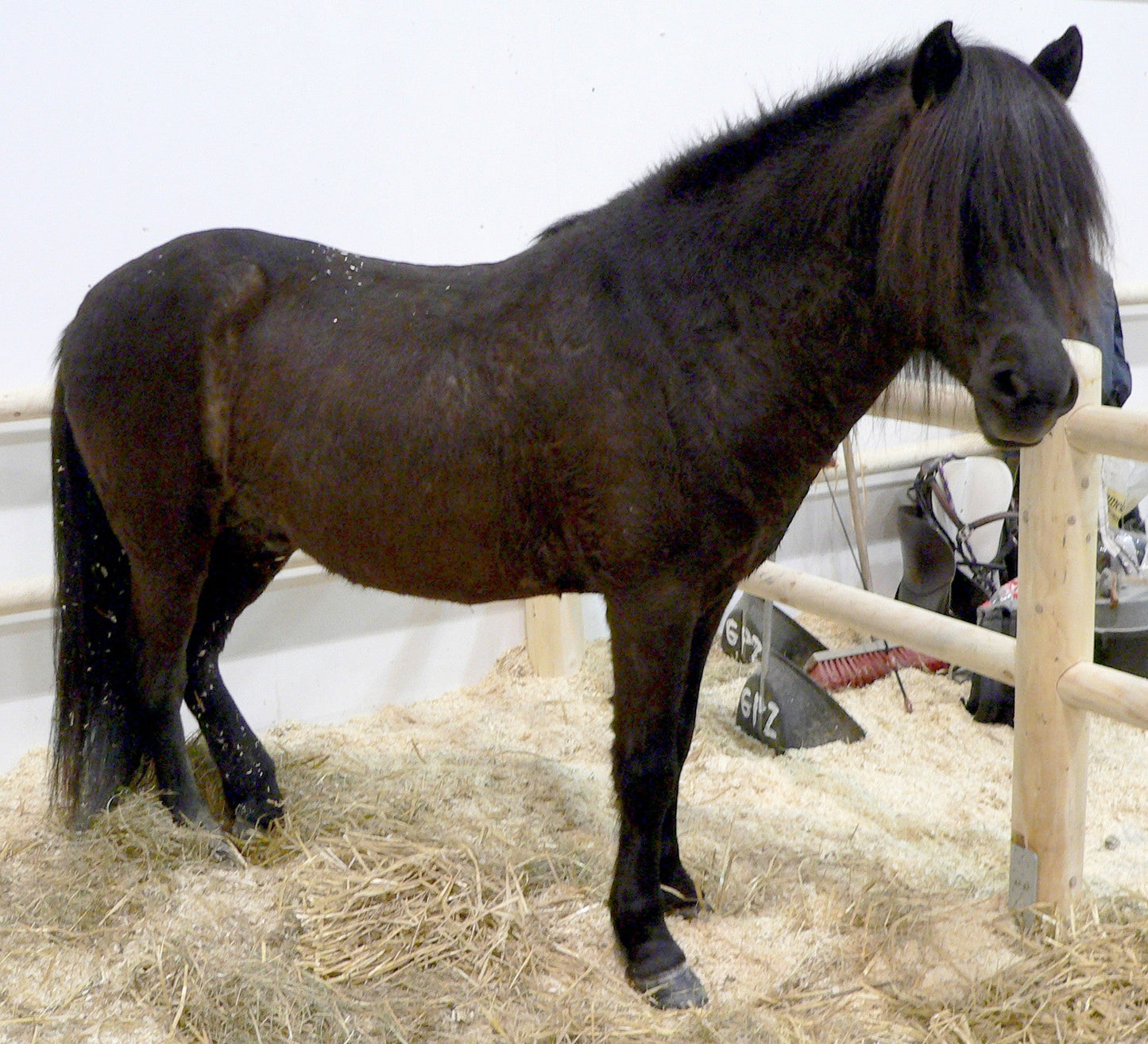 Aegidienberger Horse GLOSSY POSTER PICTURE PHOTO PRINT BANNER  CONVERSATIONPRINTS