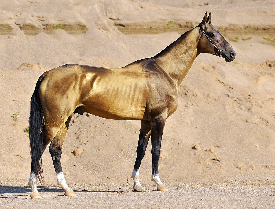 Akhal-Teke Horse GLOSSY POSTER PICTURE PHOTO PRINT BANNER  CONVERSATIONPRINTS