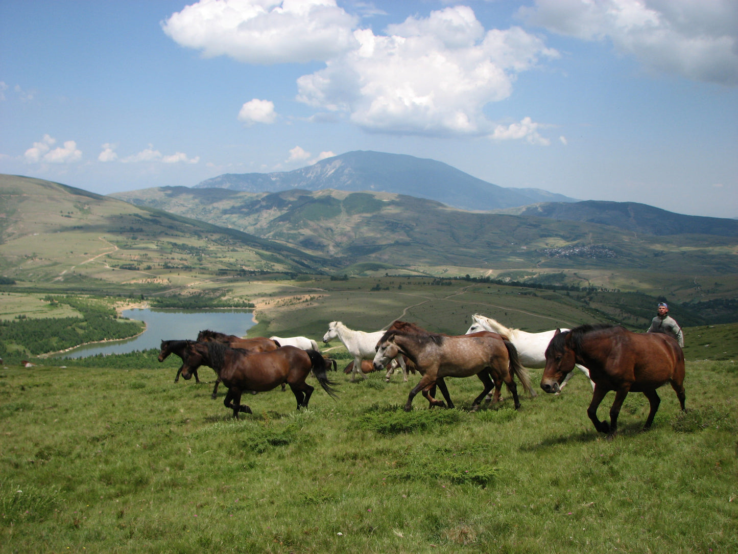 Albanian Horse GLOSSY POSTER PICTURE PHOTO PRINT BANNER  CONVERSATIONPRINTS