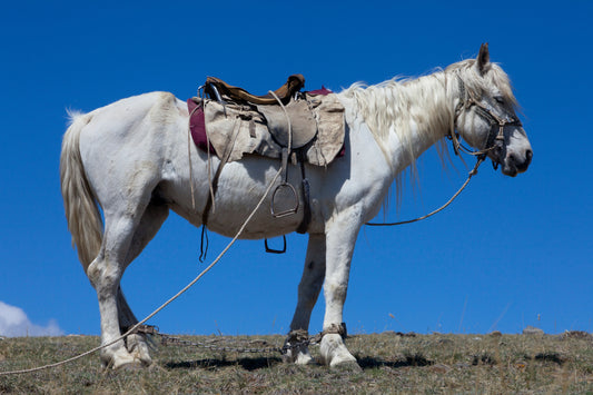 Altai Horse GLOSSY POSTER PICTURE PHOTO PRINT BANNER  CONVERSATIONPRINTS