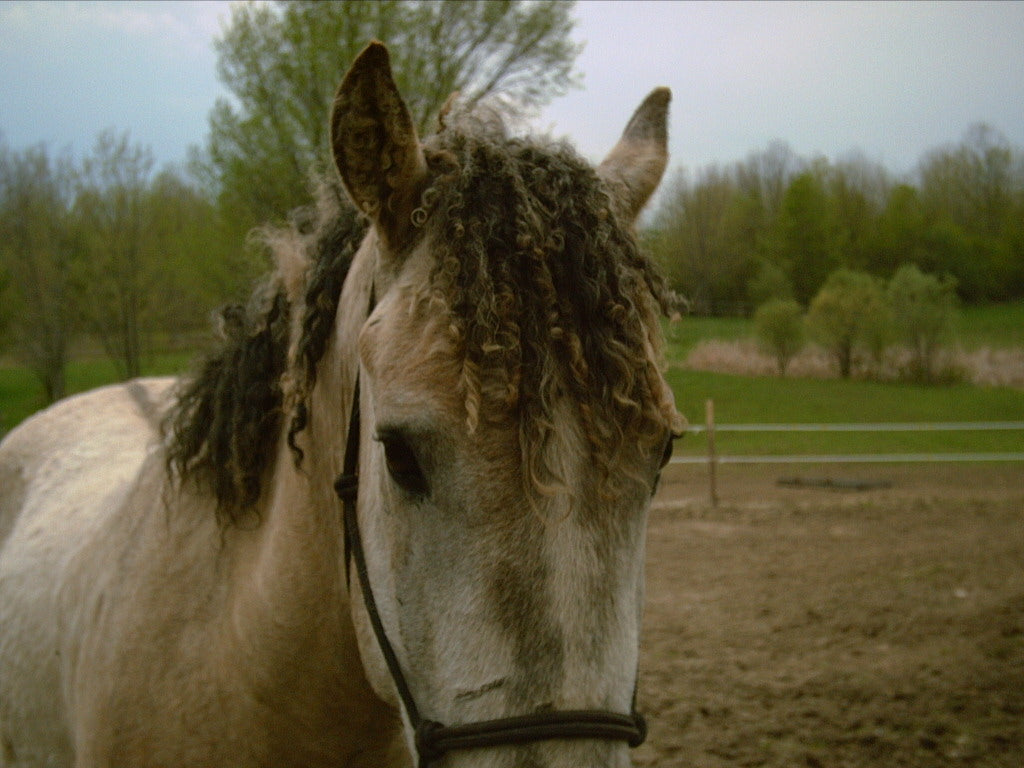 American Bashkir Curly Horse GLOSSY POSTER PICTURE PHOTO PRINT BANNER  CONVERSATIONPRINTS