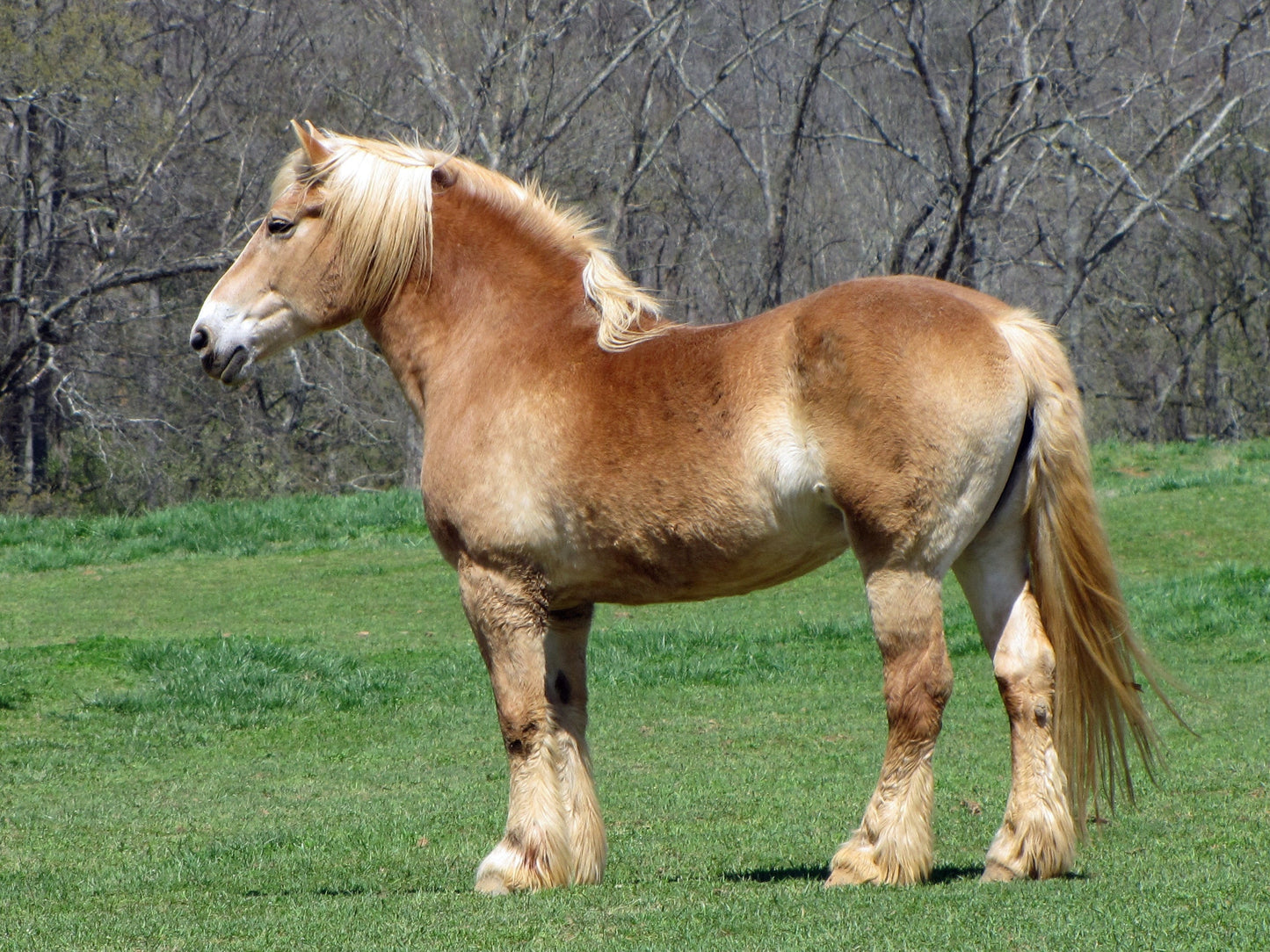 American Belgian Draft Horse GLOSSY POSTER PICTURE PHOTO PRINT BANNER  CONVERSATIONPRINTS