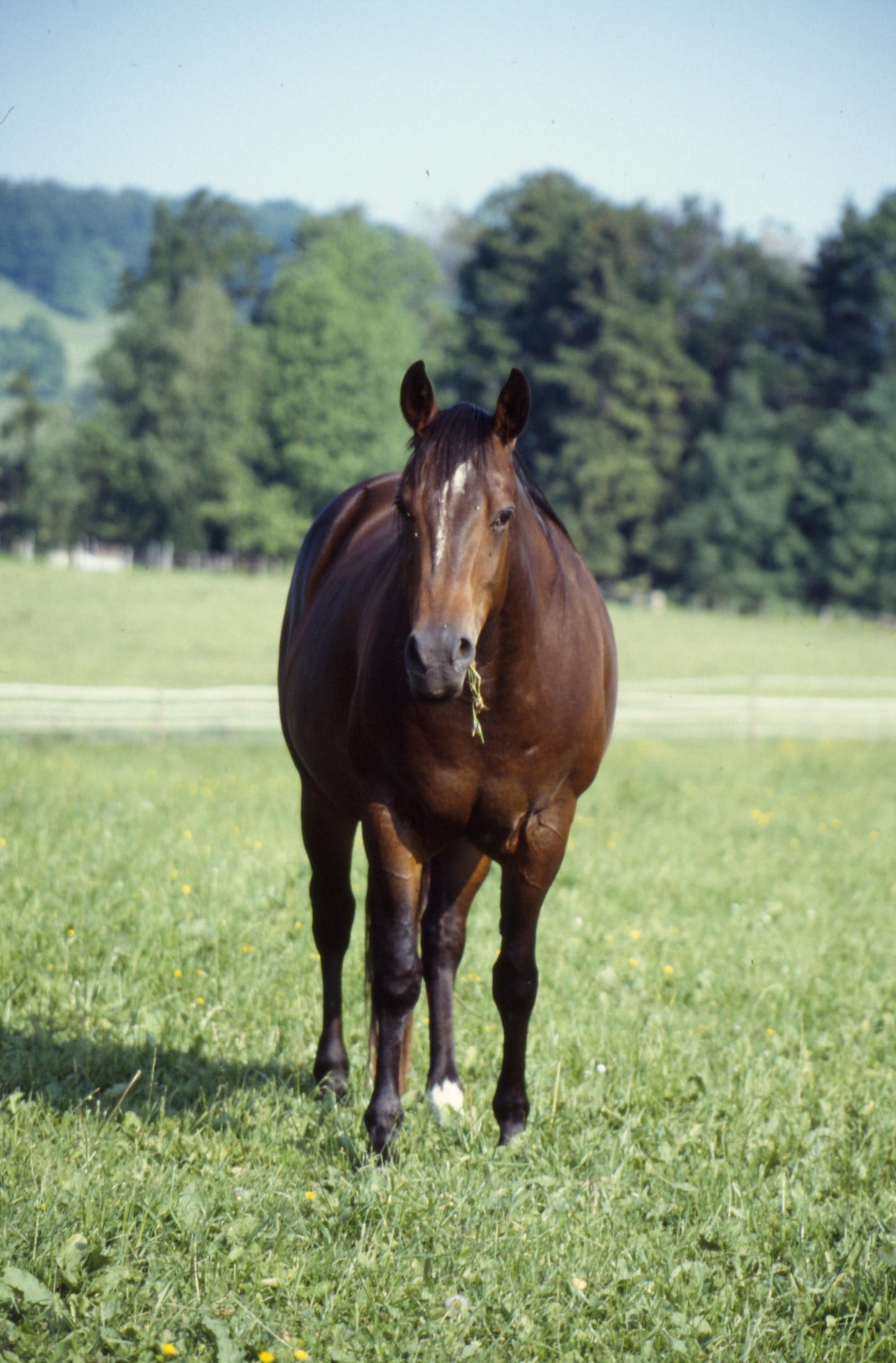 American Quarter Horse GLOSSY POSTER PICTURE PHOTO PRINT BANNER  CONVERSATIONPRINTS