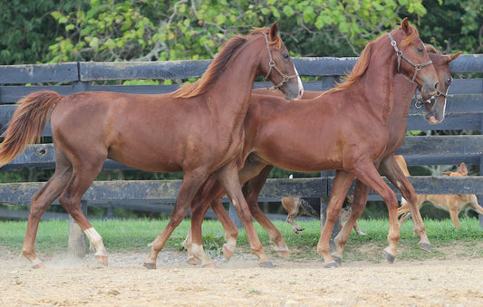 American Saddlebred Horse GLOSSY POSTER PICTURE PHOTO PRINT BANNER  CONVERSATIONPRINTS