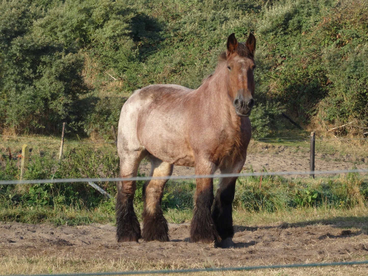 Belgian Draught Horse GLOSSY POSTER PICTURE PHOTO PRINT BANNER  CONVERSATIONPRINTS