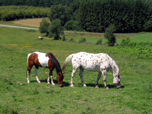 Appaloosa Horse Breed GLOSSY POSTER PICTURE PHOTO PRINT BANNER  CONVERSATIONPRINTS