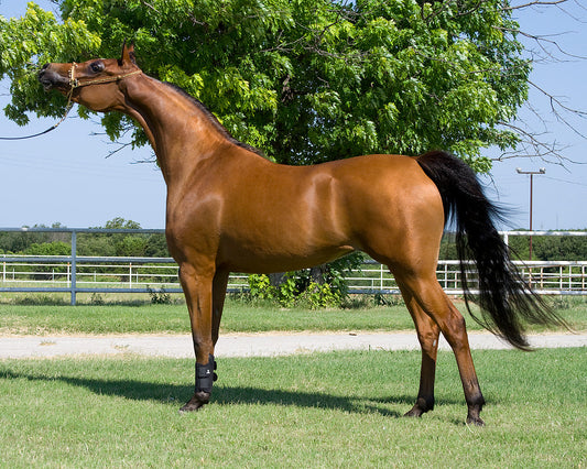 Chestnut Arabian Horse GLOSSY POSTER PICTURE PHOTO PRINT BANNER  CONVERSATIONPRINTS