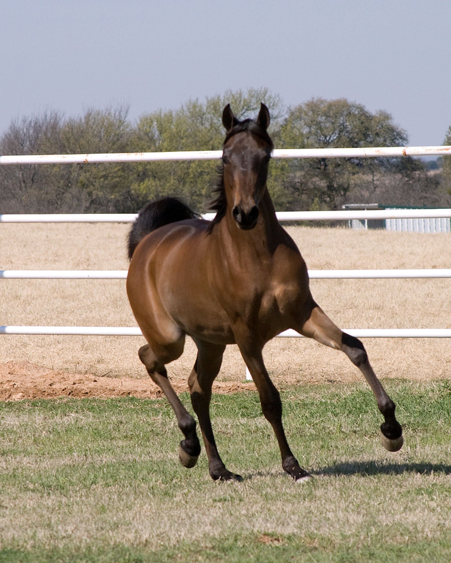 Arabian Horse Breed Brown GLOSSY POSTER PICTURE PHOTO PRINT BANNER  CONVERSATIONPRINTS