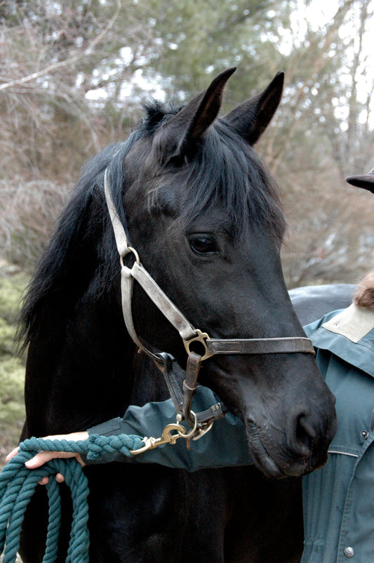 Arabo-Friesian Horse Breed GLOSSY POSTER PICTURE PHOTO PRINT BANNER  CONVERSATIONPRINTS