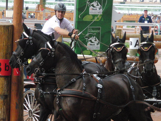 Arabo-Friesian Horses Black GLOSSY POSTER PICTURE PHOTO PRINT BANNER  CONVERSATIONPRINTS