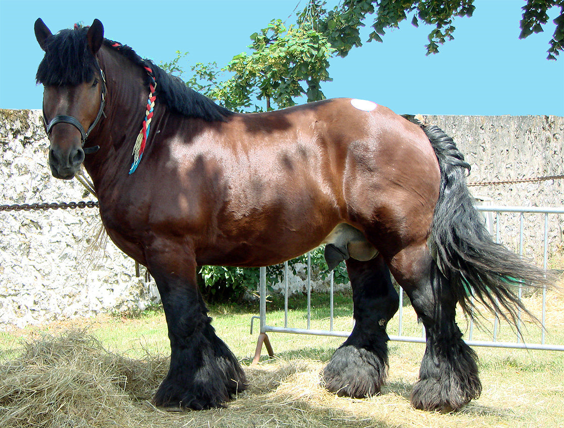 Ardennais Horse Belgium GLOSSY POSTER PICTURE PHOTO PRINT BANNER  CONVERSATIONPRINTS