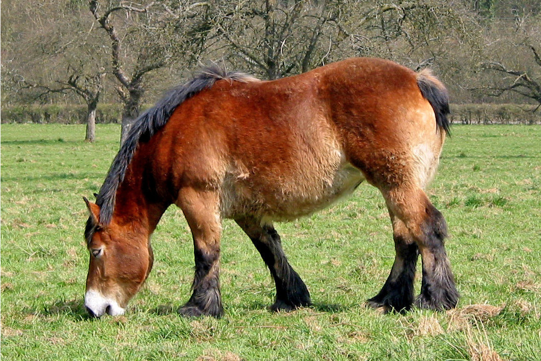 Ardennais Horse Breed Belgium GLOSSY POSTER PICTURE PHOTO PRINT BANNER  CONVERSATIONPRINTS