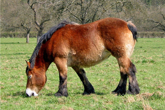 Ardennais Horse Breed Belgium GLOSSY POSTER PICTURE PHOTO PRINT BANNER  CONVERSATIONPRINTS