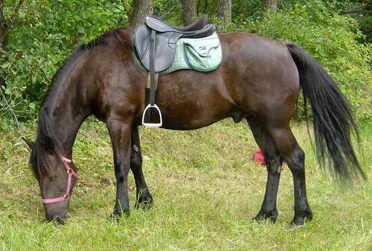 Auvergne Horse Breed GLOSSY POSTER PICTURE PHOTO PRINT BANNER  CONVERSATIONPRINTS