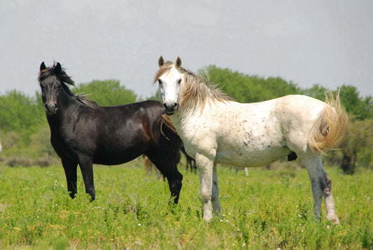 Axios Horse Breed Greece GLOSSY POSTER PICTURE PHOTO PRINT BANNER  CONVERSATIONPRINTS