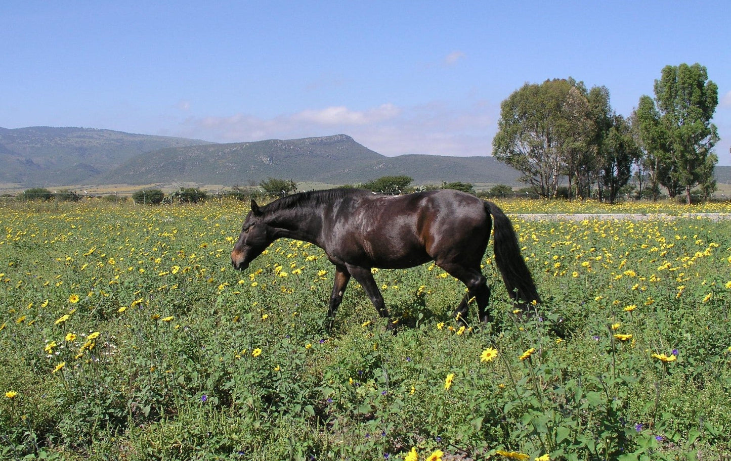 Azteca Horse Mexico GLOSSY POSTER PICTURE PHOTO PRINT BANNER  CONVERSATIONPRINTS